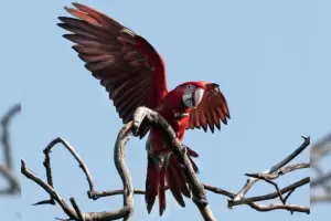 Tragedia para la fauna: muere "Charra", un guacamayo rojo protegido