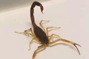 Con el calor, aumentan los animales ponzoosos: medidas de prevencin