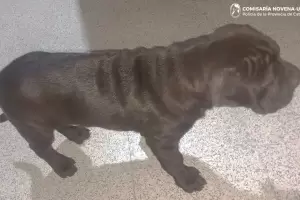 Recuperan a un cachorro Shar Pei robado tras un intento de extorsin