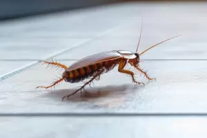 De pelicula: intento matar una cucaracha con un lanzallamas casero y termin mal