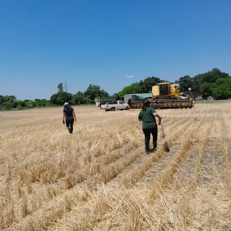 alumnos alijilan trigo