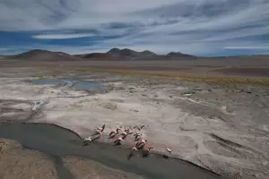 Regresaron los flamencos al Salar Tres Quebradas: un signo de equilibrio ambiental