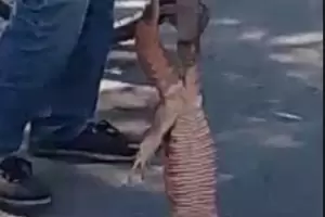 Indignante: denuncian a un hombre por cazar lagartos overos en Catamarca