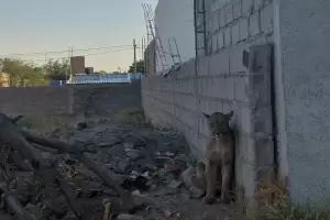 El puma volvi a su hbitat: "Estaba muy estresado por la persecucin"