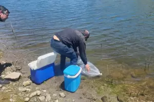 Turismo y pesca: siembran 200 mil alevines de pejerrey en el Dique de Collagasta