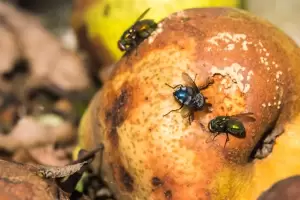 Cmo ahuyentar las moscas en casa y el jardn: los remedios caseros ms efectivos para el calor en Catamarca