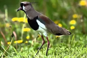 Los teros llegarn a tu patio todos los das en noviembre si dejs este producto natural en una bandeja