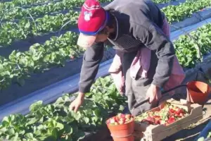 Prestacin por desempleo rural: el RENATRE fija nuevos montos desde diciembre