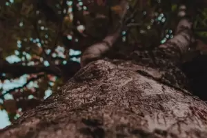 La fruta que es considerada un secreto natural y se encuentra en las veredas de Catamarca