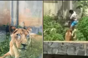 Una tragedia viral: un joven muri tras ser atacado por una leona en un zoo de Brasil