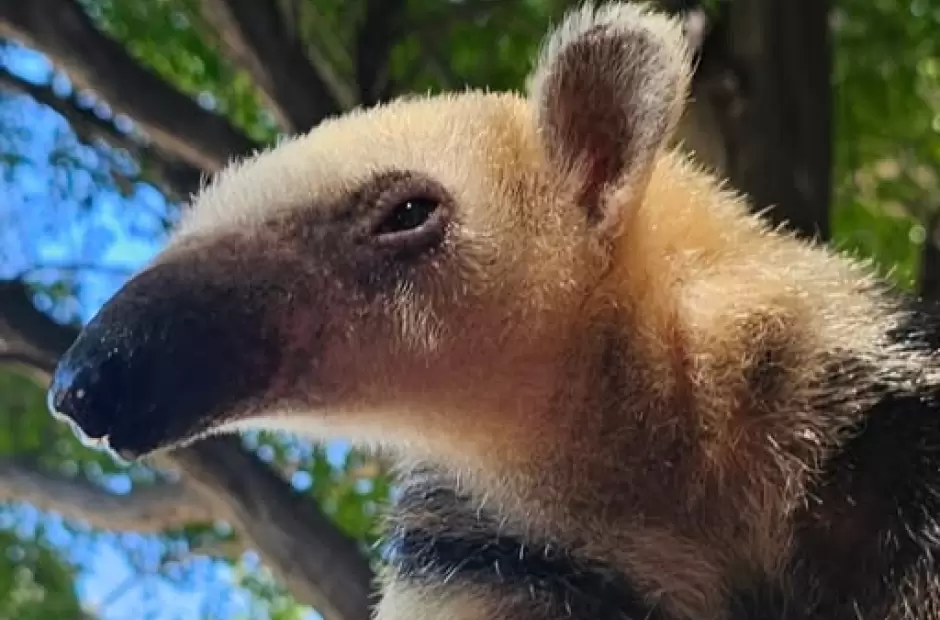 Osita melera rescatada
