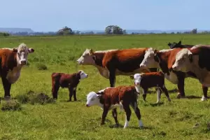 Polmica: una diputada propone un impuesto a los gases de las vacas y estall el campo