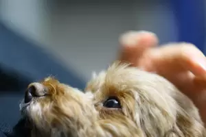 Borracha y violenta: mat a su perro con una cacerola y la Justicia evit enviarla a prisin