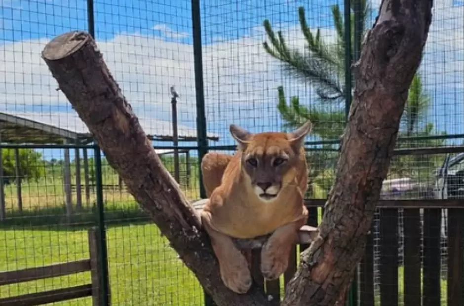 Pando tendr una nueva vida