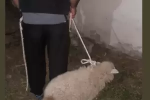 Catamarca, recuperan una oveja robada en Fray Mamerto Esqui