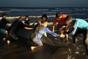 Apareci� en la costa un zifio, uno de los cet�ceos m�s enigm�ticos del mundo