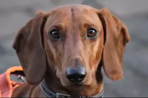 Grav�simo: denuncian en Catamarca la muerte violenta de una mascota durante un robo