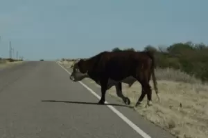 Grave siniestro vial en Catamarca: una pareja result� herida tras chocar contra una vaca