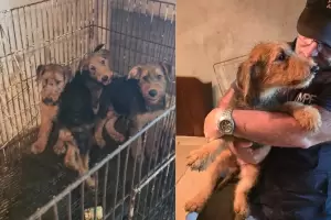 M�s de 20 perros fueron rescatados de un criadero ilegal