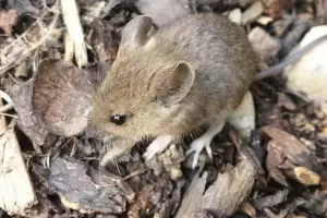Hantavirus en Argentina: los contagios aumentaron y estas son las provincias m�s afectadas