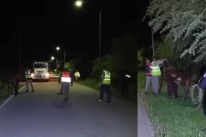 Seguridad vial: secuestraron una docena de animales sueltos en Catamarca