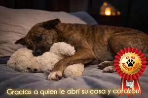 De la plaza a un hogar: el perrito viral que encontr� una familia gracias a las redes