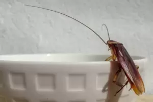 El infalible truco casero para eliminar todas las cucarachas de tu casa