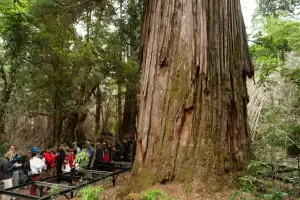 Chubut: alarma por El Abuelo, el alerce de m�s de 2600 a�os que tiene al fuego cada vez m�s cerca