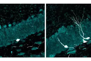 Un estudio del CONICET muestra que se puede regenerar neuronas en cerebros envejecidos