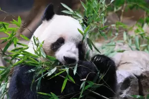 El oso panda deja la lista de especies en peligro, pero sigue bajo amenaza: �porqu�?