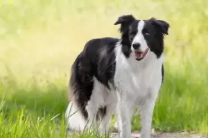 Los perros pueden aprender palabras como ni�os peque�os: cu�les son las razas m�s "talentosas"