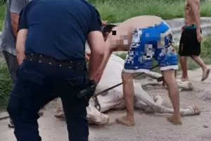 Catamarca: polic�as rescataron un caballo que cay� a un canal