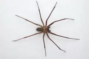 C�mo identificar una ara�a violinista con la c�mara del celular: un m�todo simple y r�pido