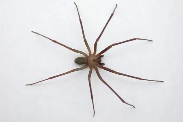 C�mo identificar una ara�a violinista con la c�mara del celular: un m�todo simple y r�pido