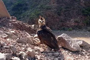 Buena noticia: liberaron un �guila coronada en Bel�n