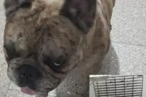 Demoraron a un adolescente por robarle un perro y una parrilla a su abuelo