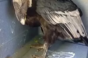 Rescataron un c�ndor andino herido en Londres: eval�an su pronta liberaci�n