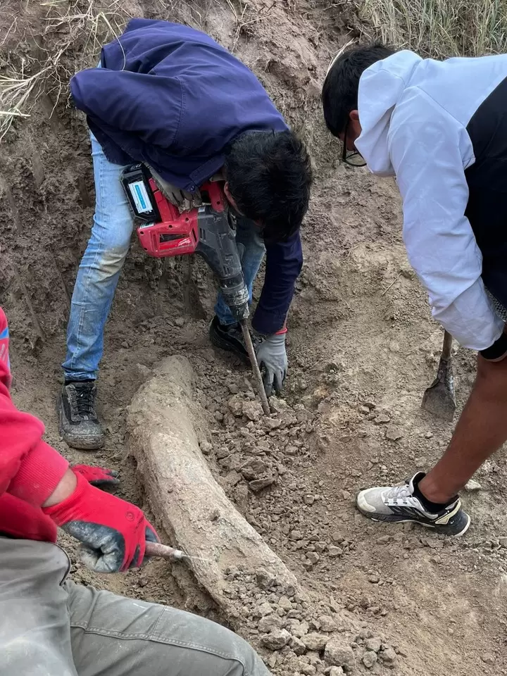 hallazgo paleontol�gico miramar