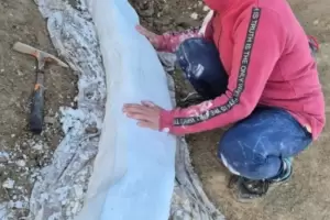 Hallazgo: rescatan el colmillo de un elefante prehist�rico de m�s de 100 mil a�os