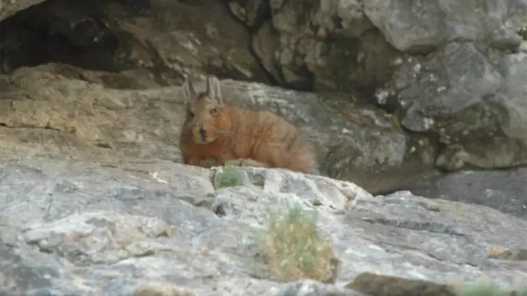 Chinchill�n anaranjado