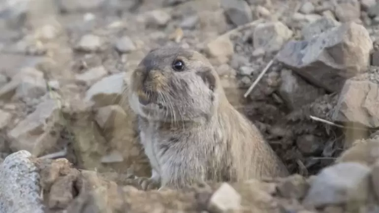 mamiferos en peligro argentina