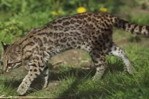 Argentina actualiz� su lista roja de mam�feros amenazados: m�s especies en riesgo y regiones cr�ticas