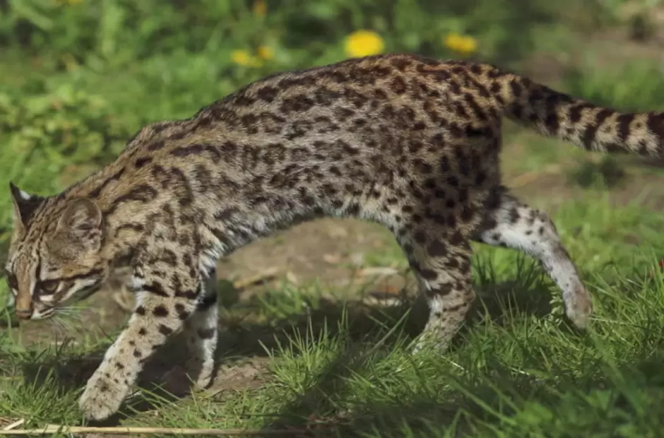 El gato tirica es uno de los felinos m�s peque�os del Bosque Atl�ntico