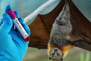Brote de virus Nipah en la India: preocupaci�n por contagios y riesgo de expansi�n