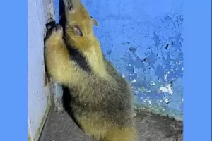 Rescatan y liberan a un oso melero hallado en la Capital