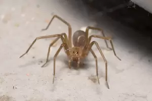 �Sab�as?: Esta popular ara�a es m�s venenosa que una cobra y m�s t�xica que el �cido