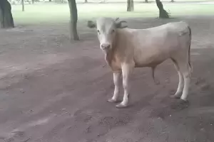 Alarma por un vacuno suelto: peligro latente en el Parque Ad�n Quiroga