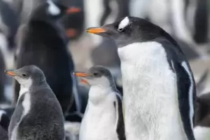 Pura ternura y ciencia en vivo: el CONICET lanza el streaming sobre ping�inos en Chubut