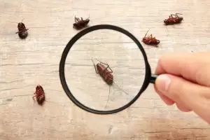 Adi�s a las plagas de la casa: la f�rmula natural para erradicarlas por completo