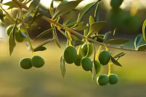 Explotaci�n en el olivar: los 17 cosechadores varados que viv�an en una pesadilla